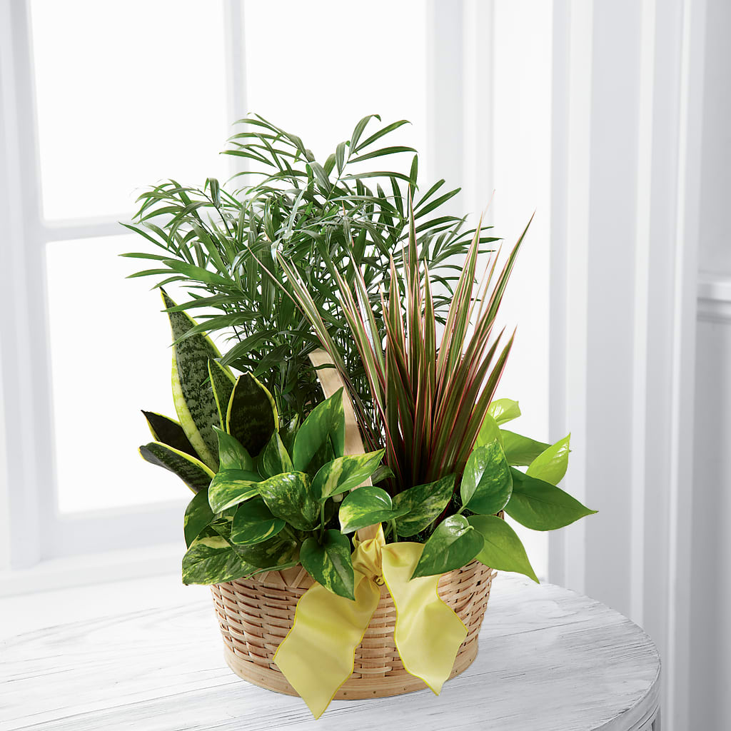 French Garden – Fellows Fernlea Flowers, St Thomas ON