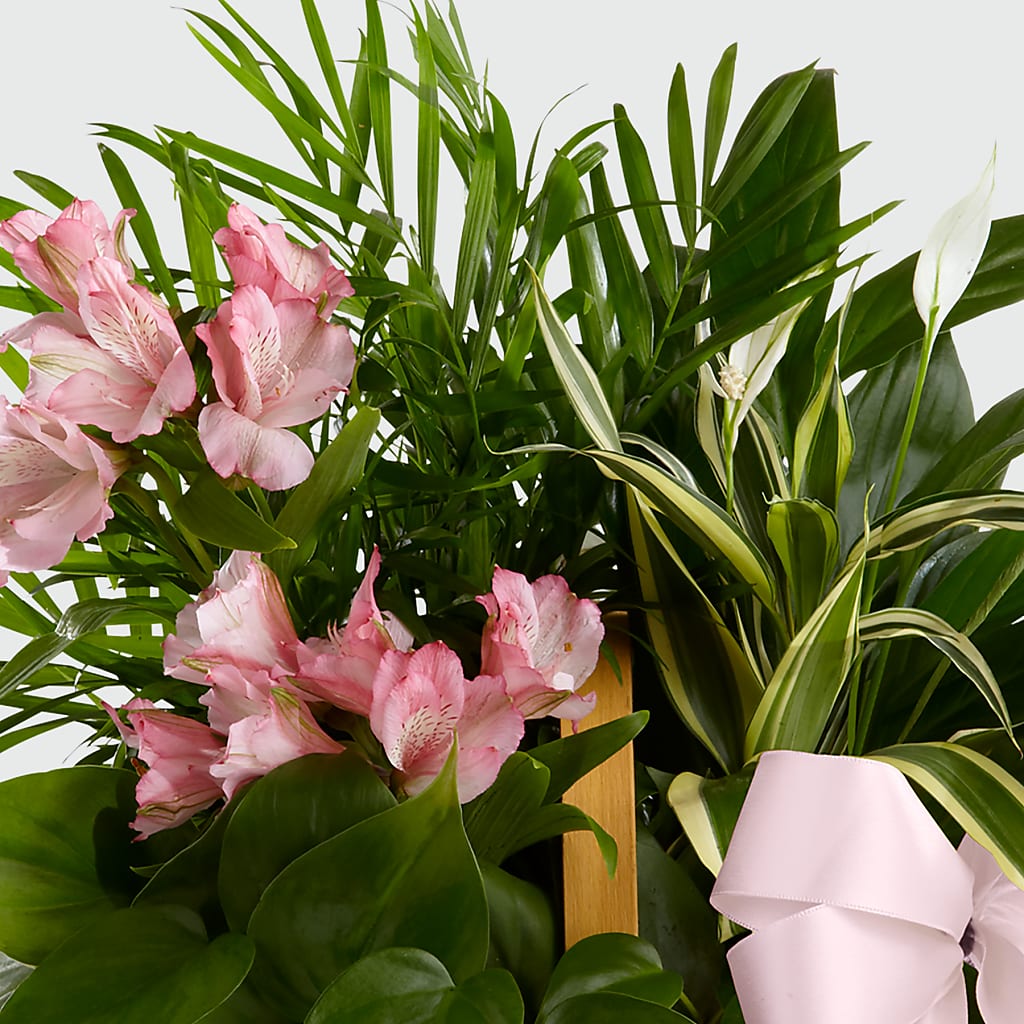Living Spirit Dishgarden – Fellows Fernlea Flowers, St Thomas ON