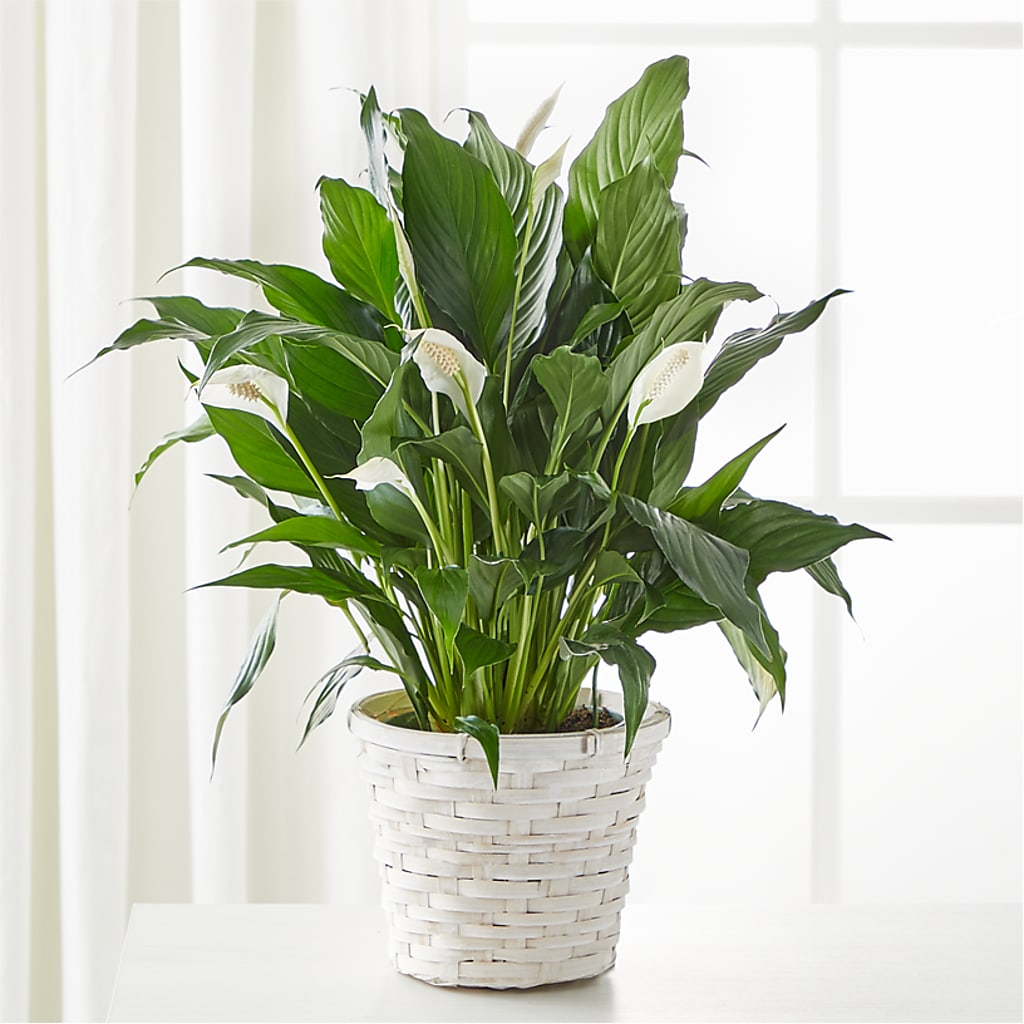 A New Leaf Peace Lily – Fellows Fernlea Flowers, St Thomas ON
