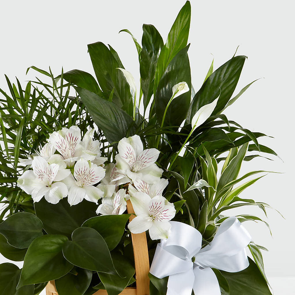 Peace & Serenity Dishgarden –  Fellows Fernlea Flowers, St Thomas ON