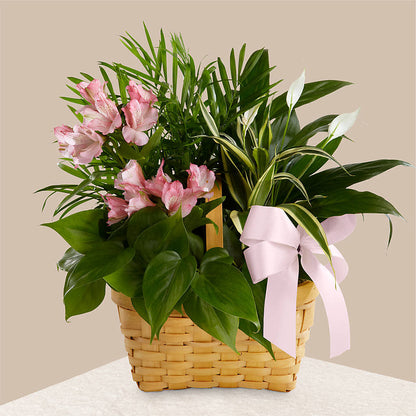 Living Spirit Dishgarden –  Fellows Fernlea Flowers, St Thomas ON